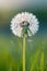 close up of dandelion flowers. Selective focus