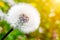 Close-up of dandelion on green sunny meadow. Spring