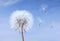 Close-up of a dandelion isolated