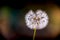 Close up of dandelion with morning lights