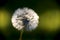 Close up of dandelion with morning lights