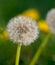 Close up of dandelion over green .