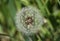 Close up on dandelion puff flower or tampopo in japanese which has happiness or wish meaning