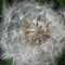 Close-up of dandelion, ripe, fluff flying