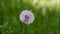 Close up of a dandelion seed head