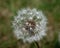 Close up of a dandelion seed head