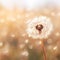 Close-up of a dandelion seed head, delicate seeds ready for flight, soft background