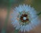 Close up of dandelion with seeds