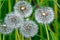 Close up of Dandelion shallow focus