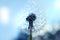 Close up of dandelion spores blowing away