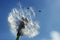 Close up of dandelion spores blowing away