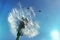 Close up of dandelion spores blowing away