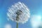 Close up of dandelion spores blowing away