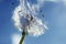 Close up of dandelion spores blowing away