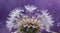 Close-up of a dandelion with water droplets on a purple bokeh background, capturing a dreamy, serene mood