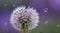 Close-up of a dandelion with water droplets on a purple bokeh background, capturing a dreamy, serene mood