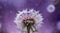 Close-up of a dandelion with water droplets on a purple bokeh background, capturing a dreamy, serene mood