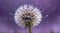 Close-up of a dandelion with water droplets on a purple bokeh background, capturing a dreamy, serene mood