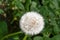 Close-up of dandelion which is at the end of their life cycle, finished with blooming until next season, seen from above