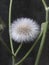 Close up dandelions flower wildflower