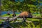 Close up of dangerous American Bison Buffalo grazing inside the forest in Yellowstone National Park