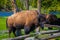 Close up of dangerous American Bison Buffalo grazing inside the forest in Yellowstone National Park