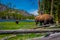 Close up of dangerous American Bison Buffalo grazing inside the forest in Yellowstone National Park