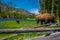 Close up of dangerous American Bison Buffalo grazing inside the forest in Yellowstone National Park