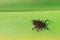 close-up. A dangerous parasite and infection carrier mite sitting on a green leaf