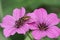 Close up of the dangling marsh-lover, Helophilus pendulus on a purple flower