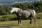 Close Up Dappled Grey Pony