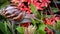 Close-up of a dark ashtana snail with brown striped shells crawling across a bush of red needle flowers.