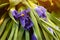 Close up dark blue Iris flower blossom. Concept delicate holiday bouquet of iris violet