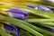 Close up dark blue Iris flower blossom. Concept delicate holiday bouquet of iris violet