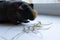 Close-up of dark brown hairless guinea pig with red fur on her nose with small amount of straw. Selective focus.