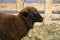Close up of dark brown sheep of the Romanov breed. Sheep in a pe