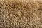 Close-up on Dark fawn alpaca wool or fiber - Lama pacos