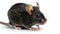 Close-up of a dark-furred mouse against a white backdrop, with detailed whiskers and ears