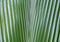 Close up of Dark Green Palm Leaf in The Forest with Abstract Line and Sunlight Shade used as Nature Background Texture or Template