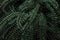 Close up dark natural fern background