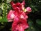 Close up a dark pink Amaryllis Lily