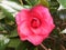 Close up of a Dark Pink Camellia Japonica