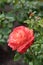 Close-up dark pink rose with pale yellow stripes on petals, surrounded by rose leaves