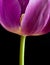 Close-up of dark pink tulip on black