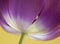Close-up of dark pink tulip on yellow