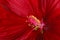 Close-up of a dark red hibiscus flower