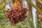 Close up of dark ripe dates hanging in palm trees of the Oulad Othmane oasis