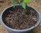 Close up of a Dark soil with higher fertility on a black plastic container with a planted ginger plant