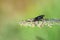 Close-up of a dark-winged hair mosquito dilophus febrilis sitting on the tip of a flowering blade of grass in front of a green