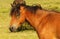 Close Up Dartmoor Pony